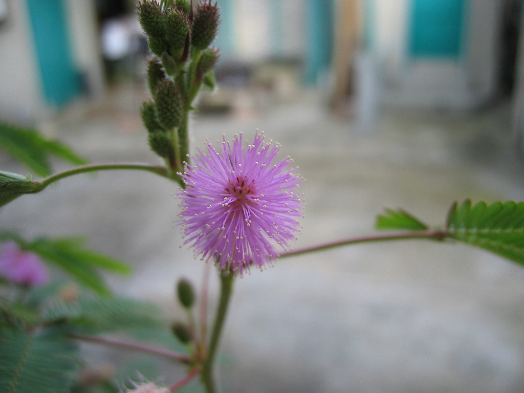 Mimosa sensitive 5.jpg